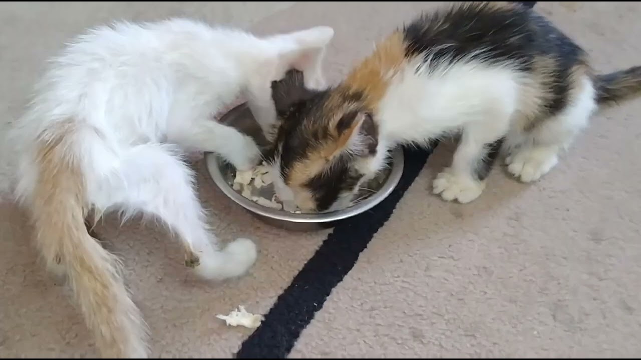 Rescued Separately… Now They Refuse to Be Apart 🥺🐱
