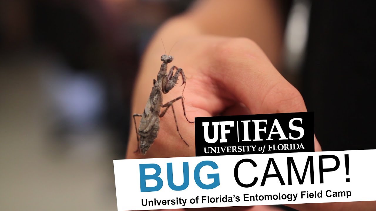Bug Camp