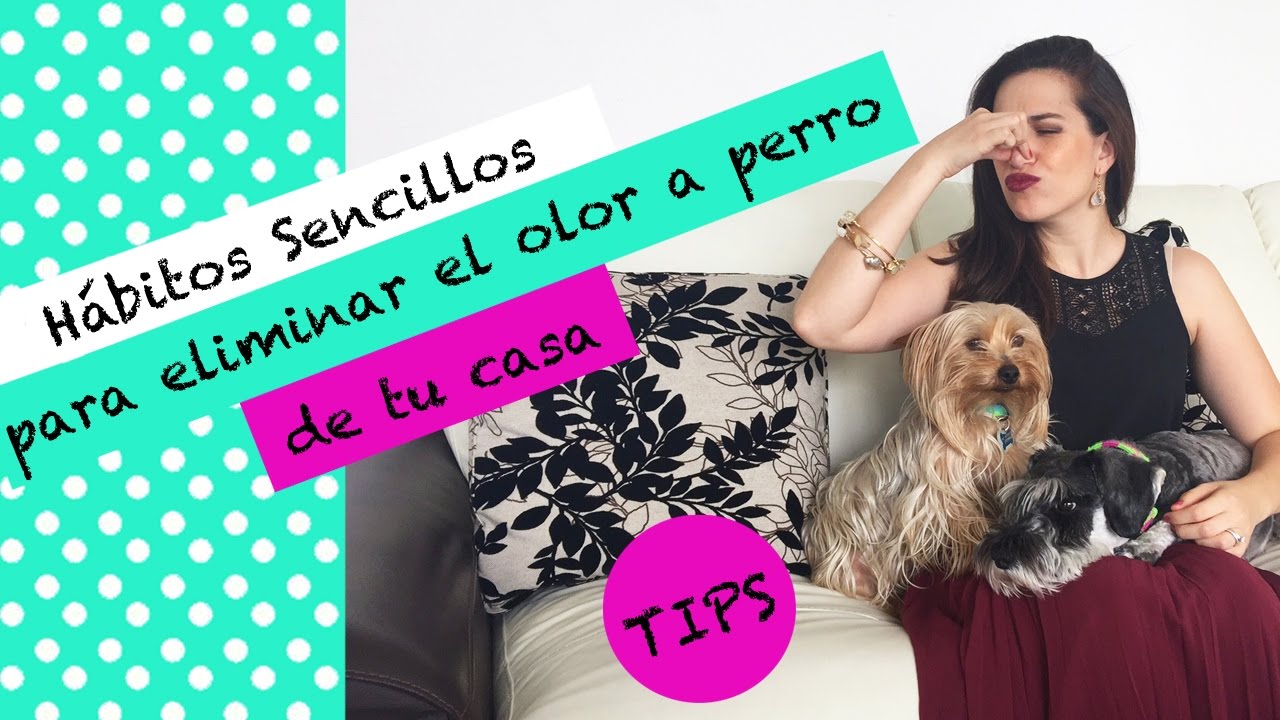 ¿Cómo eliminar el olor a perro de tu casa? ¡Los hábitos sencillos que me funcionan!