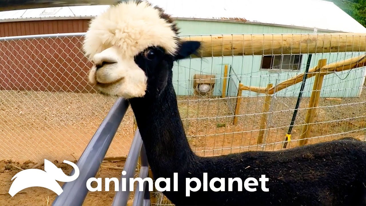 Young Alpaca Tina Reunited With Her Mother | My Pack Life | Animal Planet
