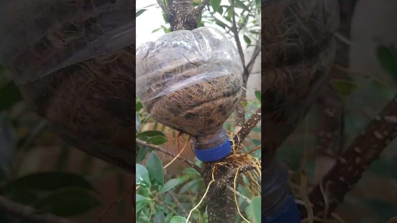 Air layering technique #bonsai #bonsaitree #gardening #diy
