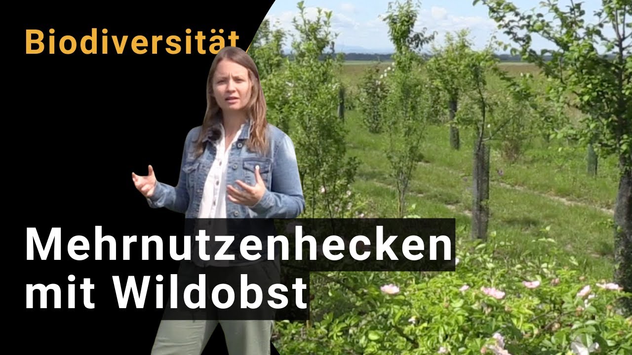 Biodiversität fördern durch Mehrnutzenhecken