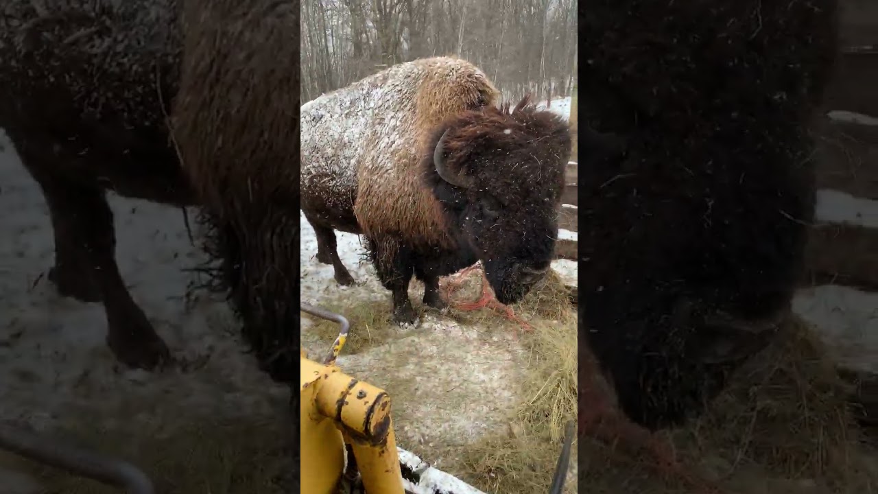 Bison Bull flips a hay bale.