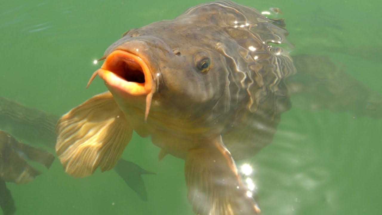 ➣  L'ALIMENTATION DES   CARPES EN ÉTÉ