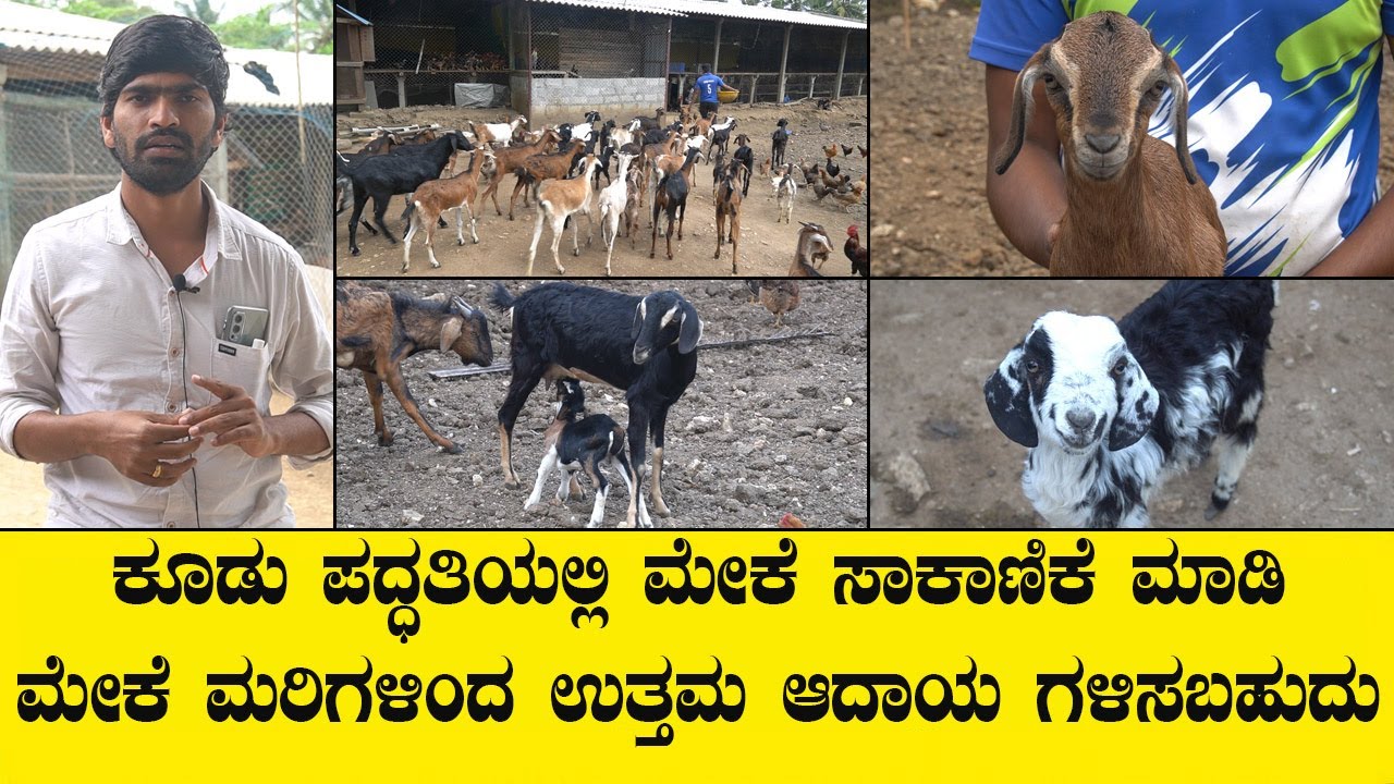 ಕೂಡು ಪದ್ಧತಿಯಲ್ಲಿ ಮೇಕೆ ಸಾಕಾಣಿಕೆ ಮಾಡಿ ಮೇಕೆ ಮರಿಗಳಿಂದ ಉತ್ತಮ ಆದಾಯ ಗಳಿಸಬಹುದು..GOAT FARM VIDEO