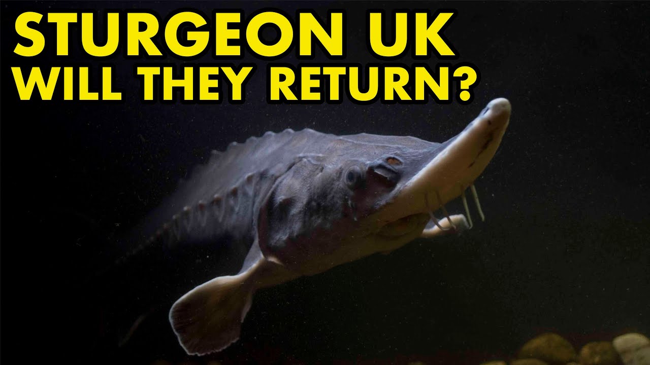 Sturgeon in Britain : FISH MYTHS UK