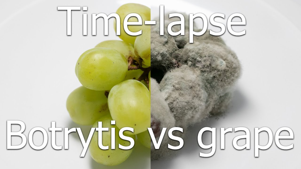 [Time-lapse] Botrytis cinerea vs grape (gray mold on table grape)