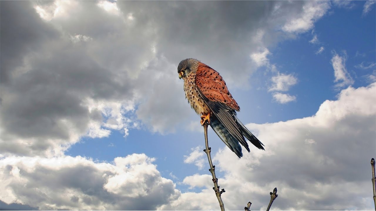 Von Turmfalken und Sperber im Winter.