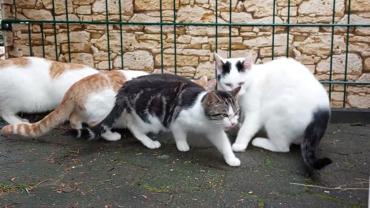 24.12.2022 - 4 von insgesamt 8 Streunern, die wir retten konnten