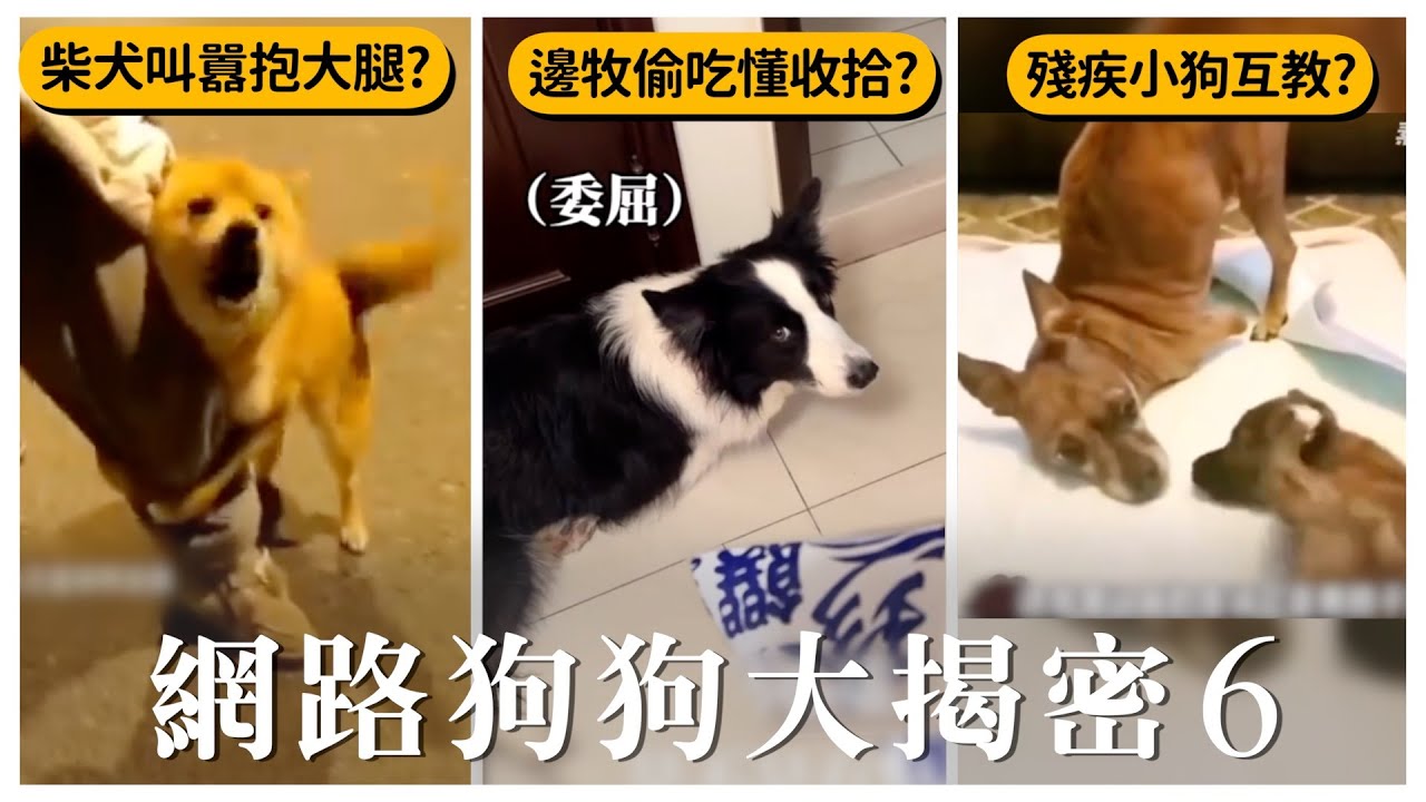 狗狗不是看到的那樣！【網路狗狗大揭密6】｜熊爸估狗
