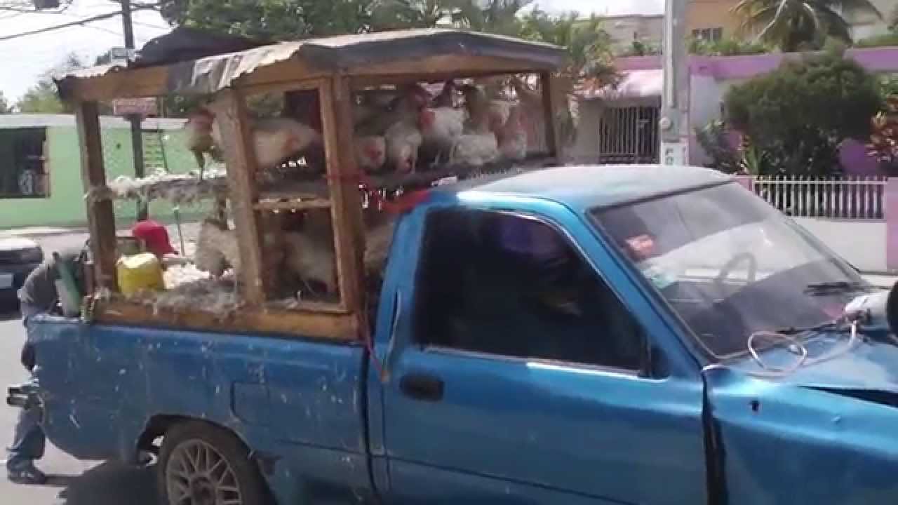 VECINA LLEGO LA GALLINA 003