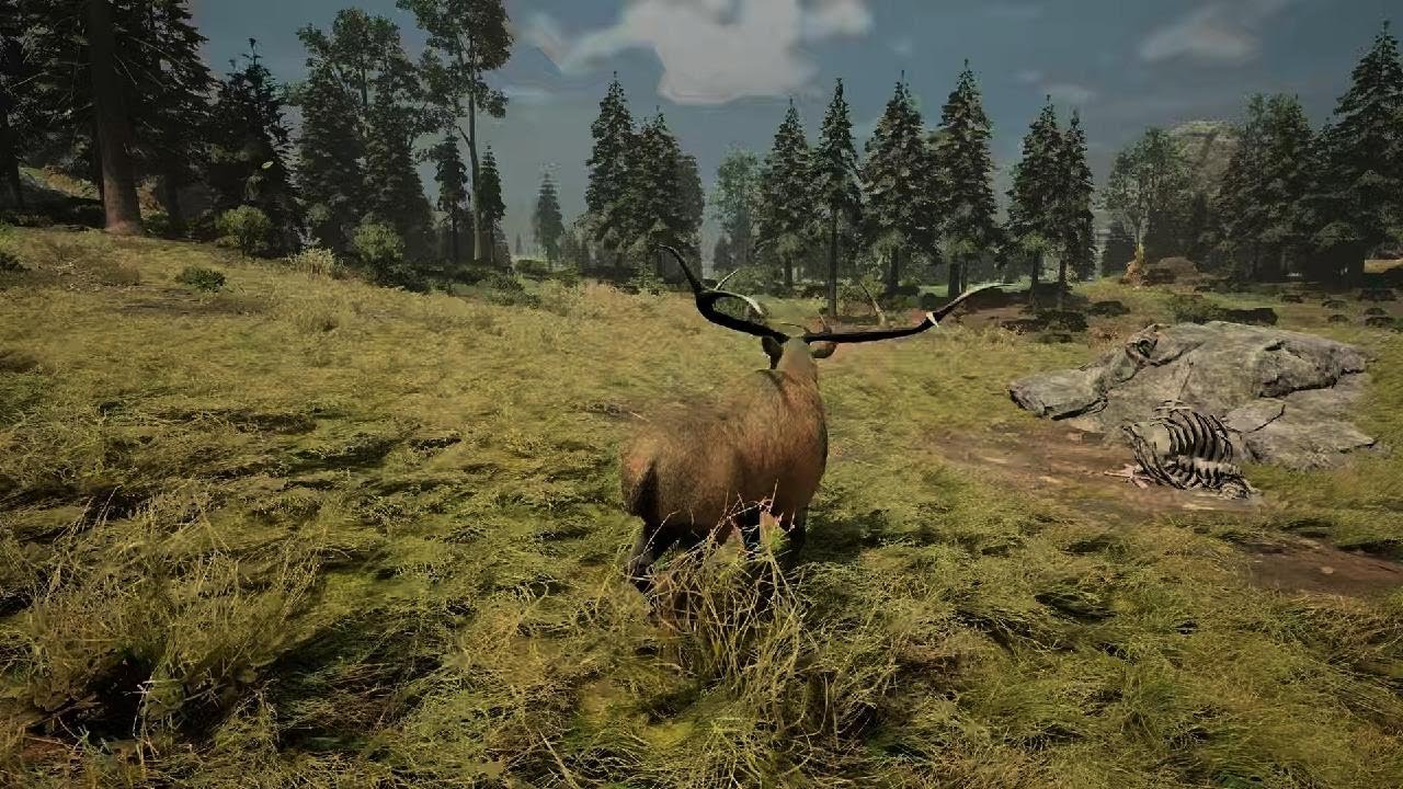 Deer