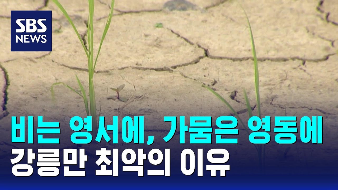 비는 영서에, 가뭄은 영동에…강릉만 최악의 이유 / SBS