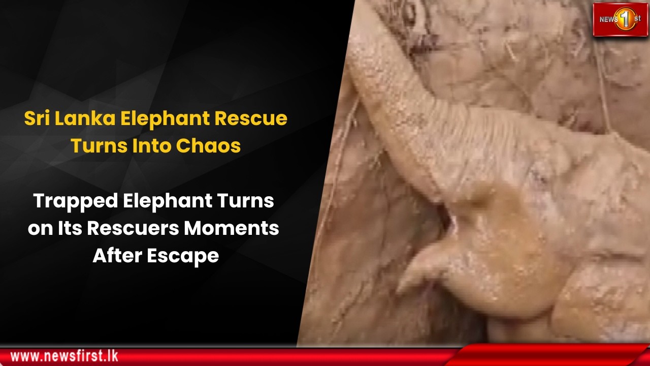 Sri Lanka Elephant Rescue Turns Into Chaos