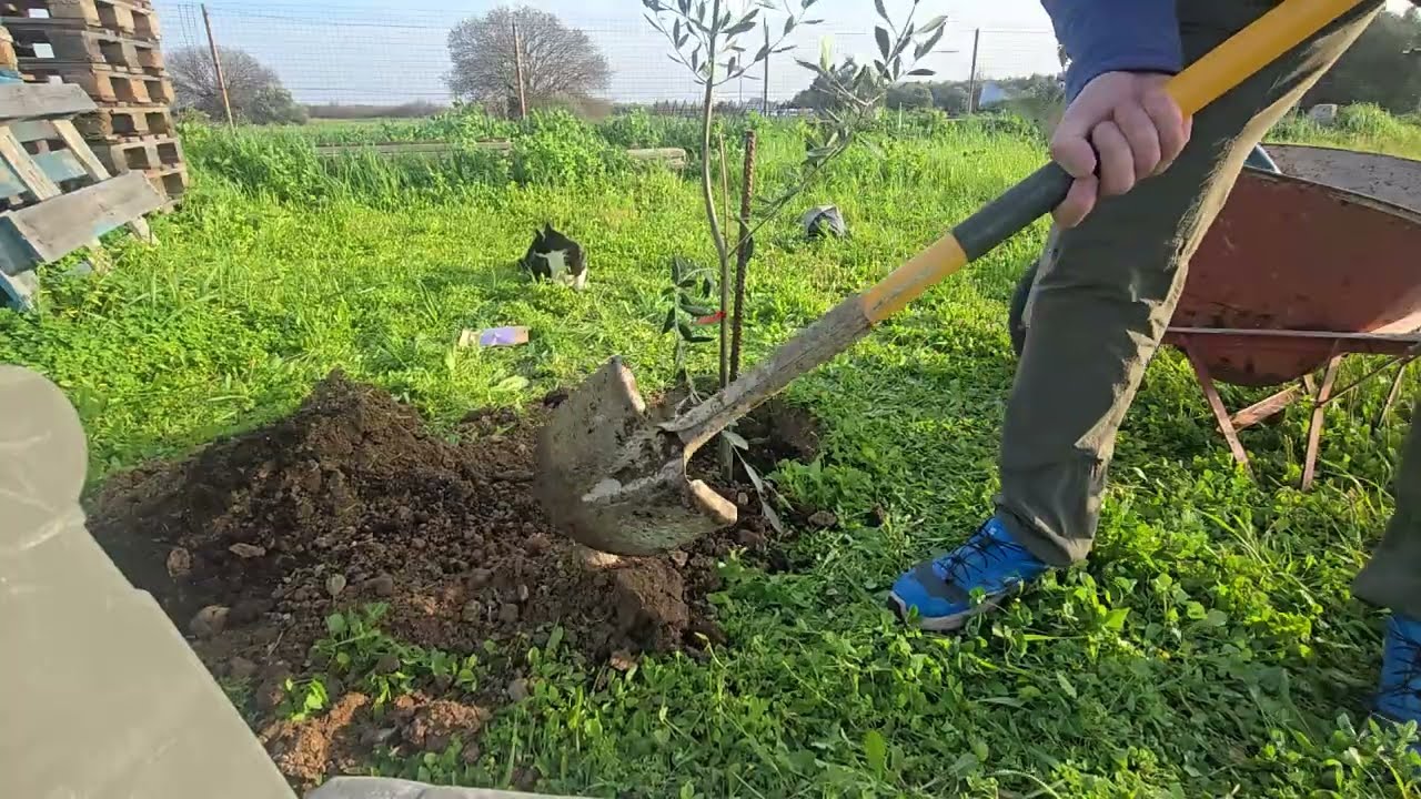 Φύτευση ελιάς 