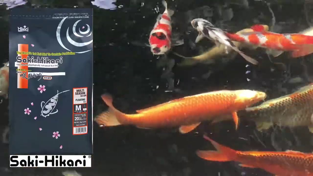 Happy Saki-Hikari fed Koi