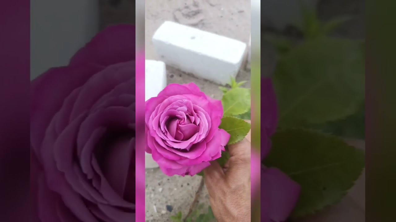 Чайно-гибридная🌹роза🌹 Claude Brasseur Клод Брасcер Франция Meilland 2006 год Rose  Claude Brasseur