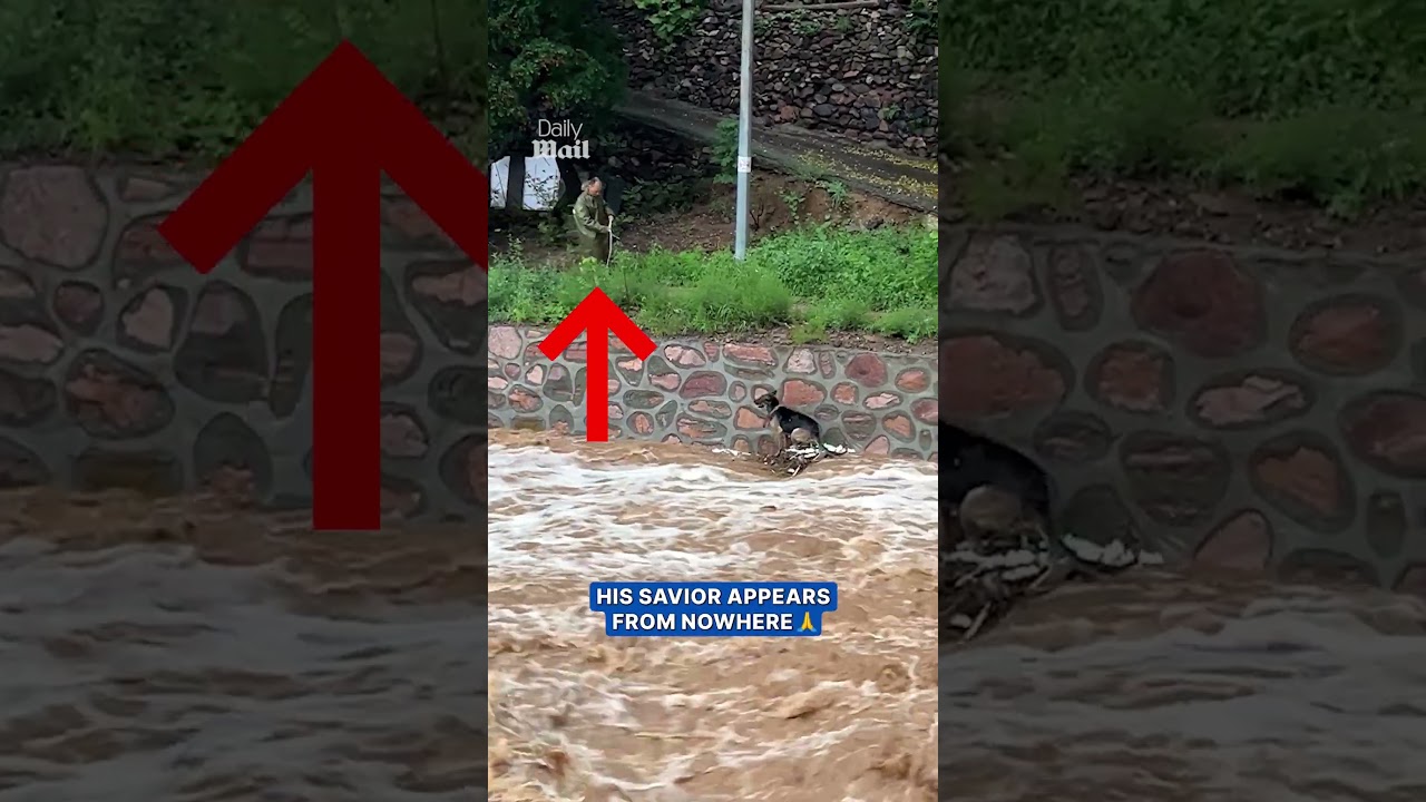 Exhausted dog rescued from raging floodwaters