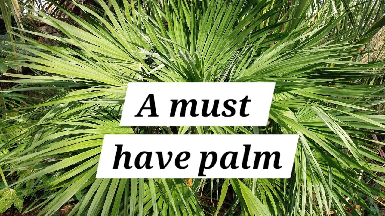 Chamaerops humilis, what a fantastic palm!