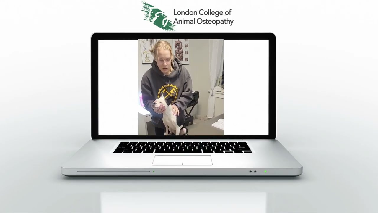 Student Demonstration of OAB and functional technique of the canine cervical spine