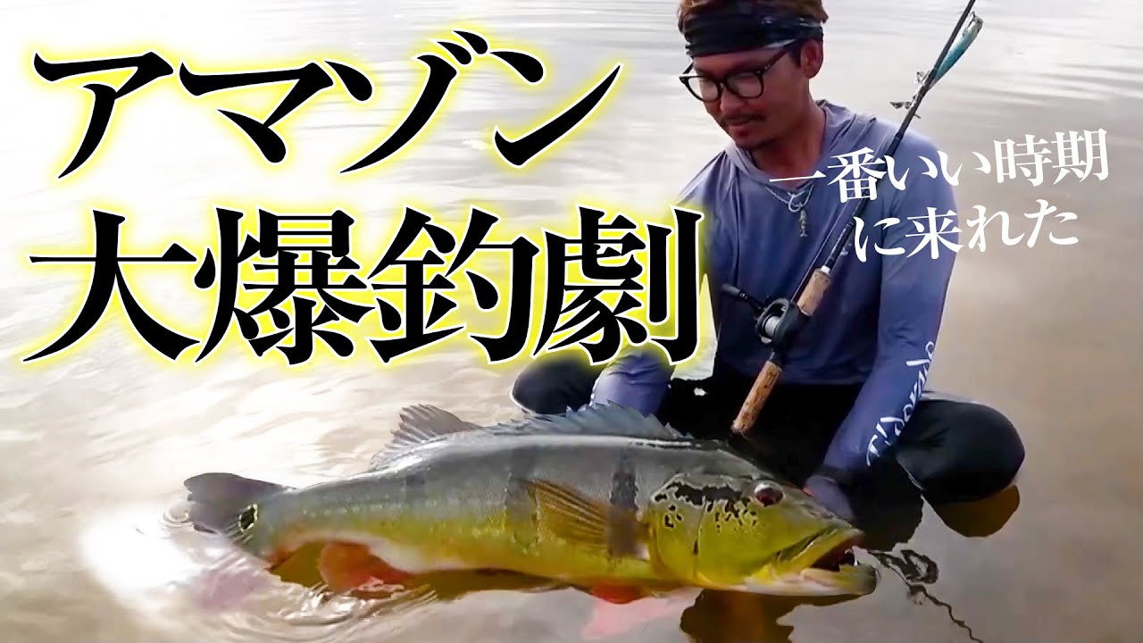 2024年1月のアマゾン・ネグロ川釣行総集編。ピーコックバスが