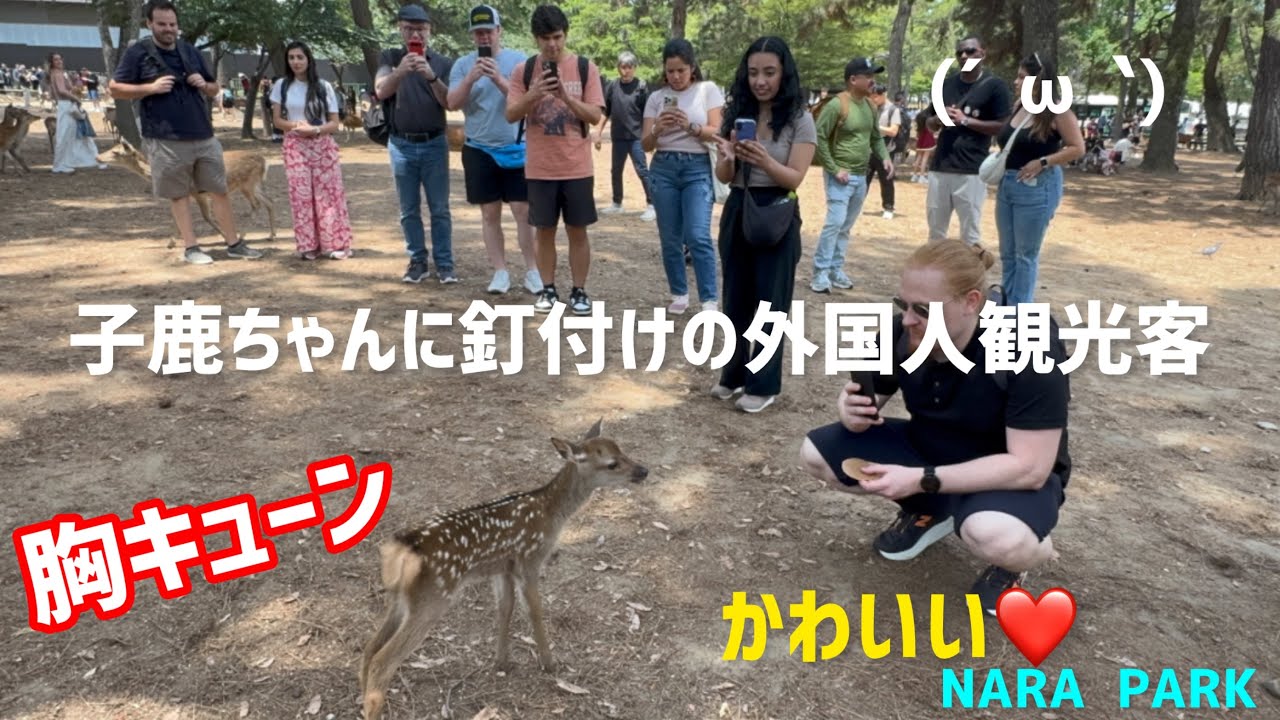 激カワ、まだ産まれたばかりの子鹿ちゃん外国人観光客も胸キューン💖🫎奈良公園