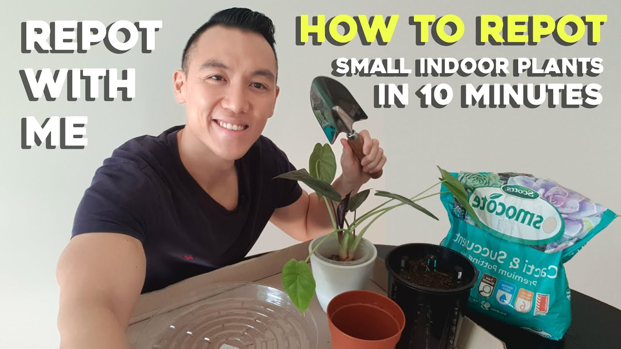 Repot with me | How to repot small indoor plants in 10 minutes | Simple tips for EASY repotting