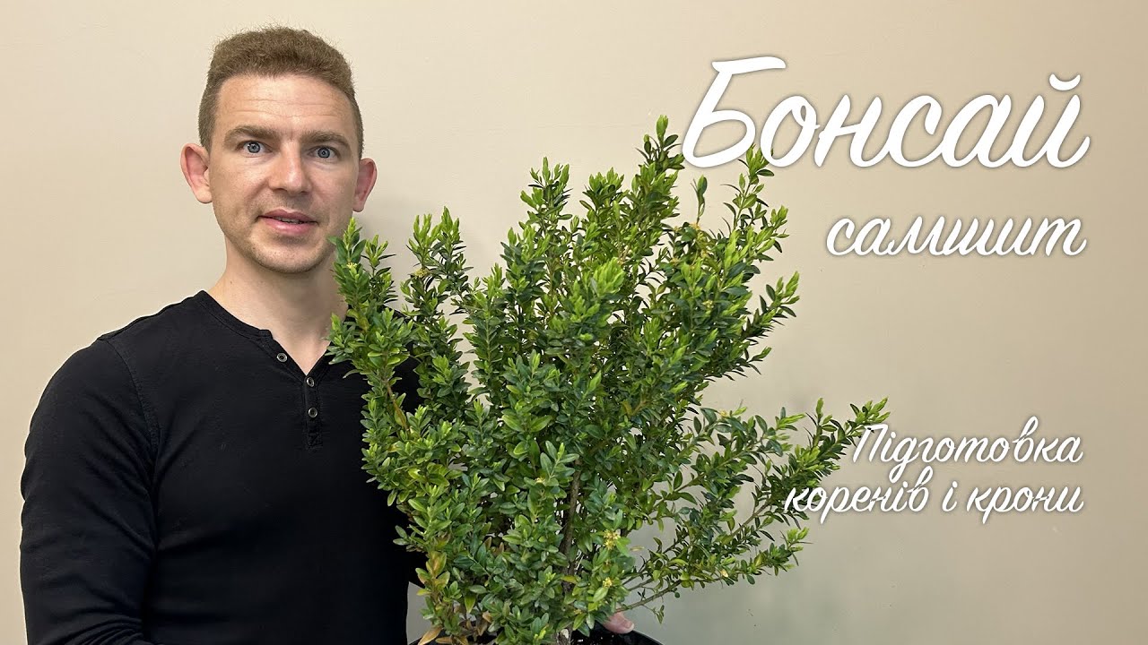Бонсай з самшиту. Підготовка коренів і гілок #самшит #бонсай #bonsai #buxus #bonsailovers