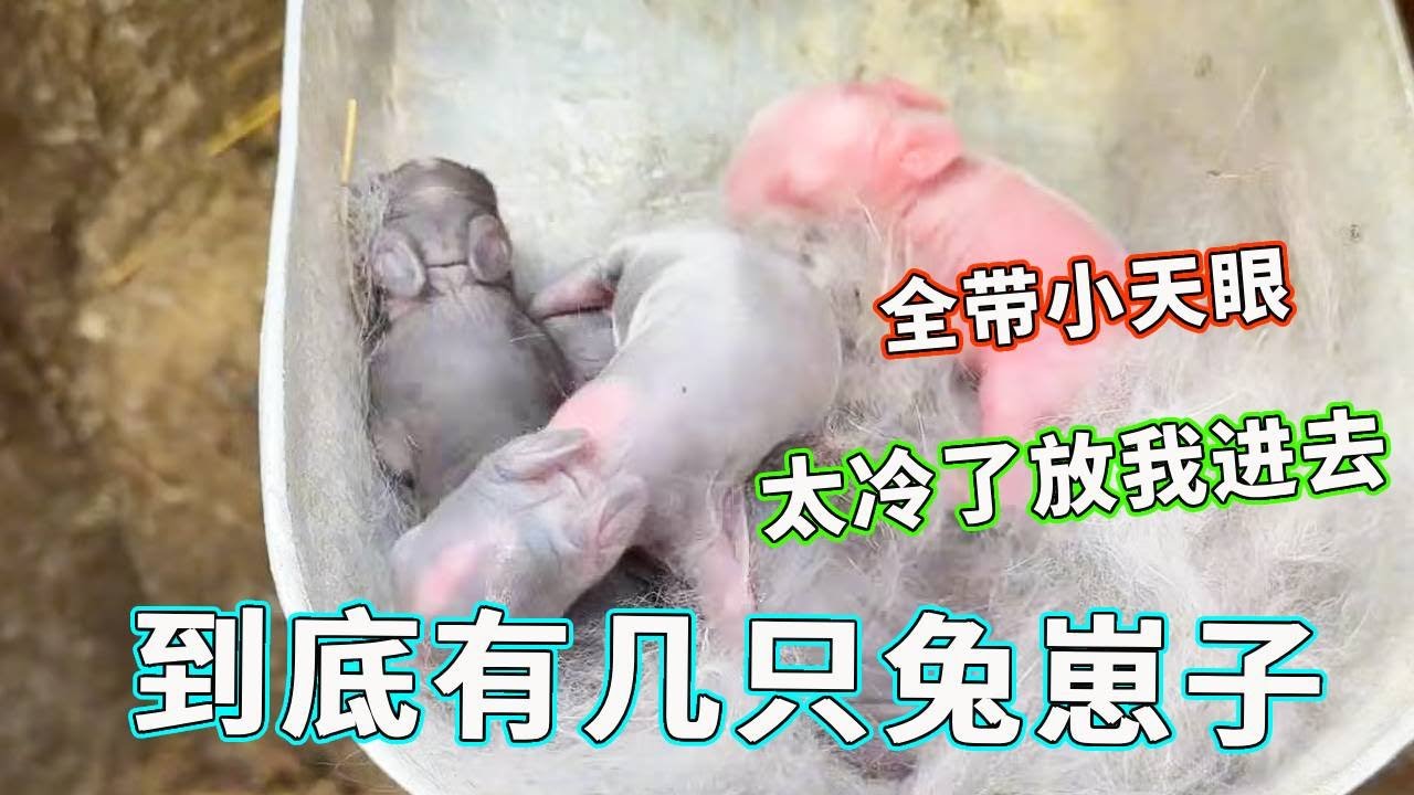 急坏了！大家催更的兔崽子数量公布，个个自带天眼，和妈妈一模一样！【天下一场梦】