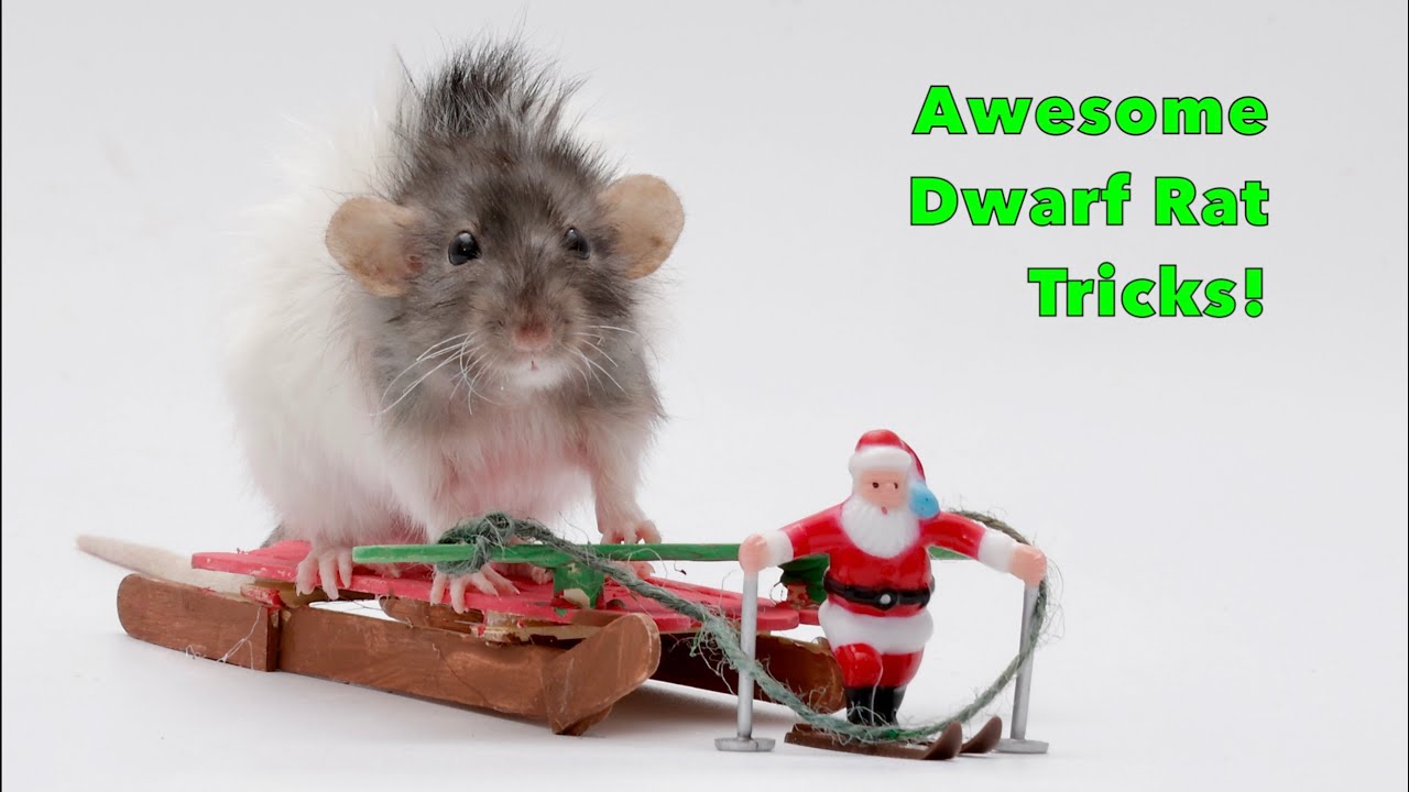 Dwarf Rat Trick Compilation with Butter - Part 2!