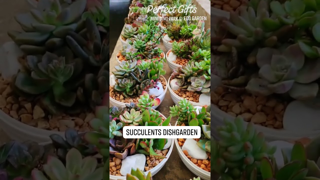 Super Sulit na Halaman s MininDino Park & Eco Garden #plants #hermiesonajo #succulents #shorts #fyp