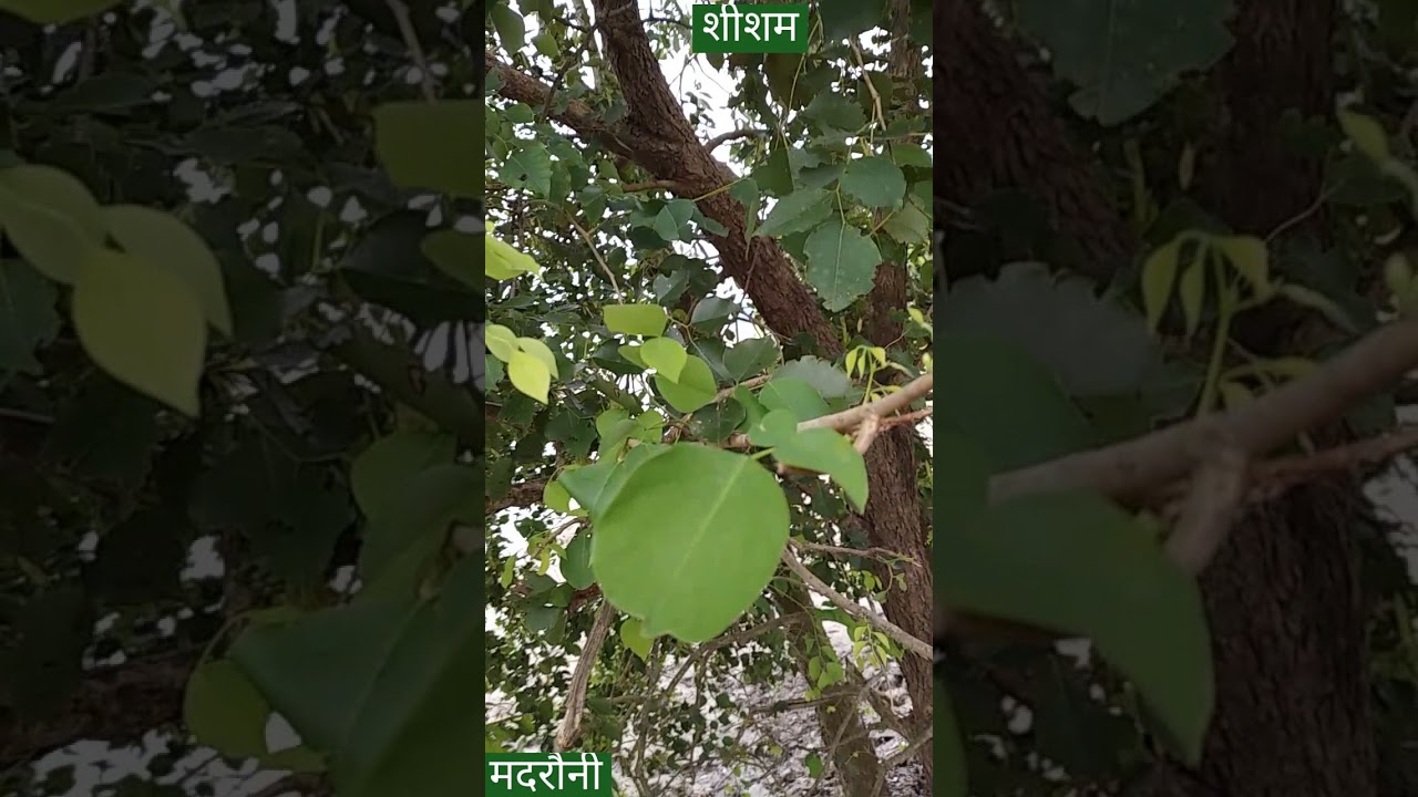 Indian Rosewood or Shisham Plant : Leaf