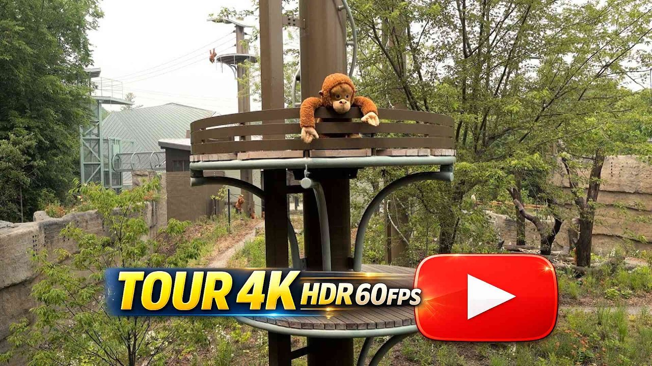 🦧 Toronto Zoo Unveiled a New Orangutans Rainforest Habitat 🐵🐻🌳🦧 (4K HDR)