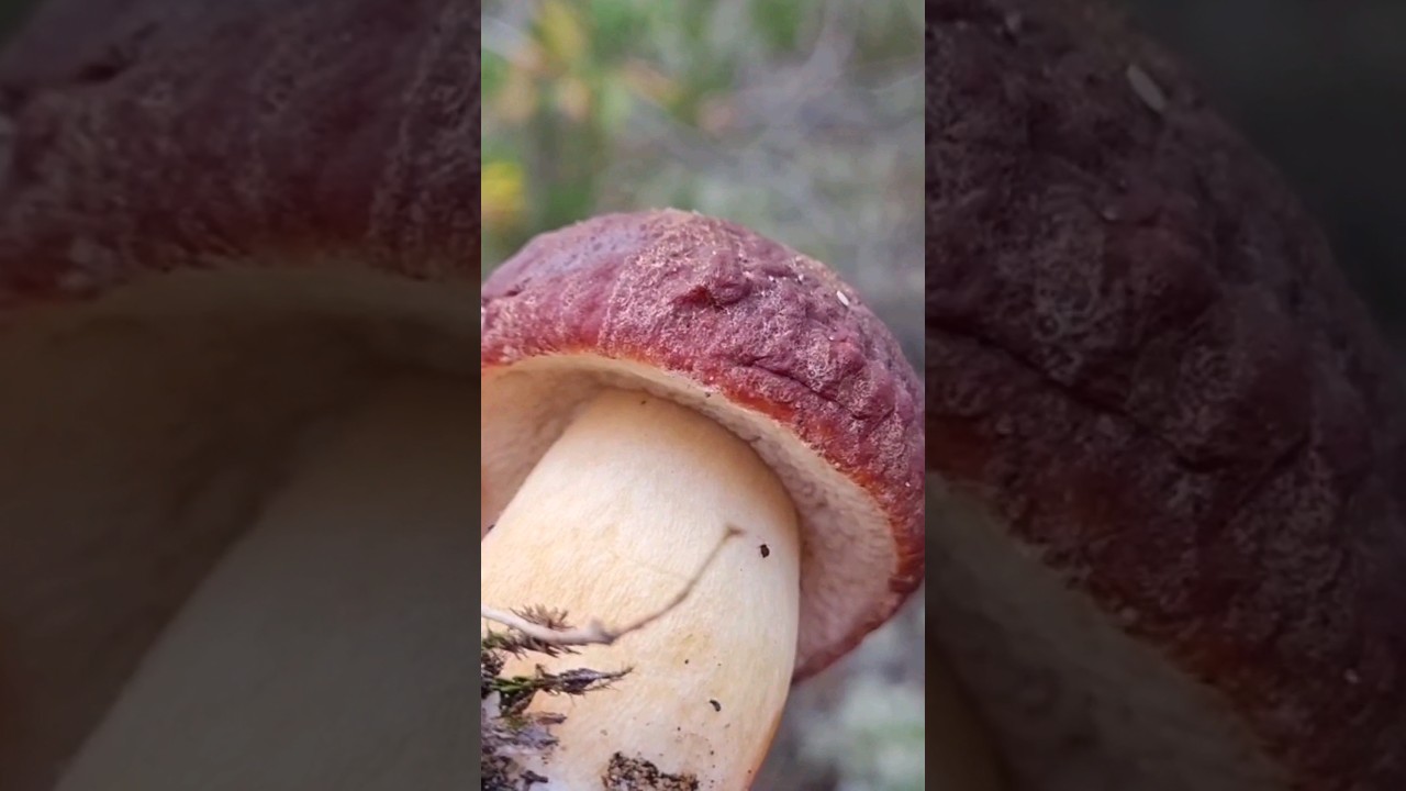 винный #4k #mushroom #boletus #fungi #боровики #новости #grzyby