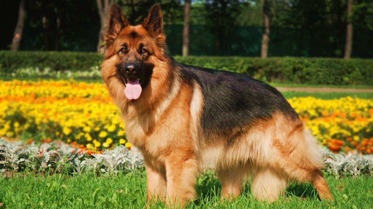 Длинношёрстная НЕМЕЦКАЯ ОВЧАРКА GERMAN SHEPHERD