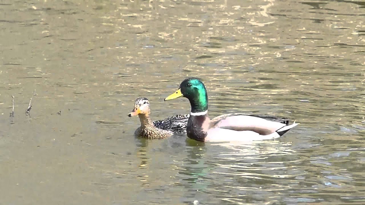 Mating Mallards
