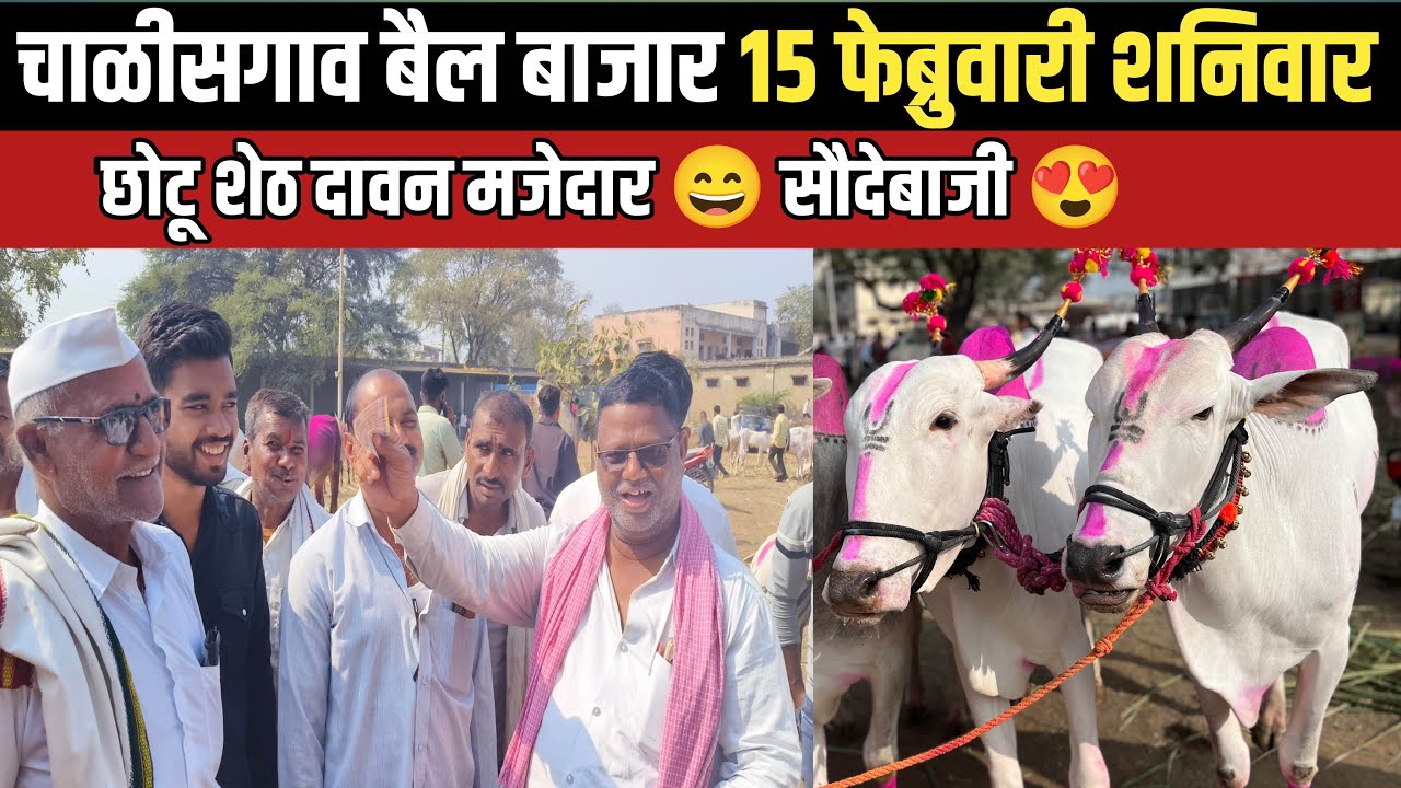 चाळीसगाव बैल बाजार 🛑 15 फेब्रुवारी शनिवार | छोटू शेठ दावन सौदेबाजी | Chalisgaon bail bazar