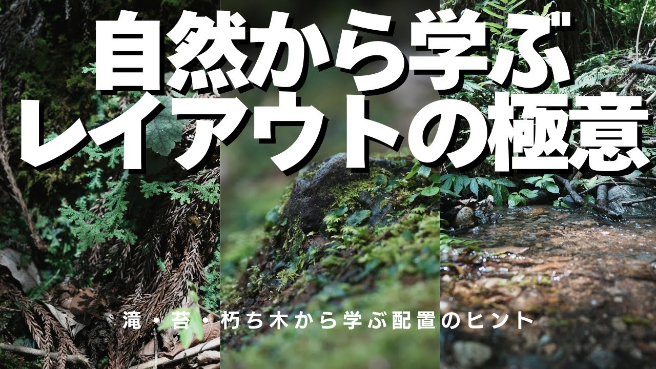自然から学ぶレイアウトの極意｜滝・苔・朽ち木が教えてくれた配置のコツ