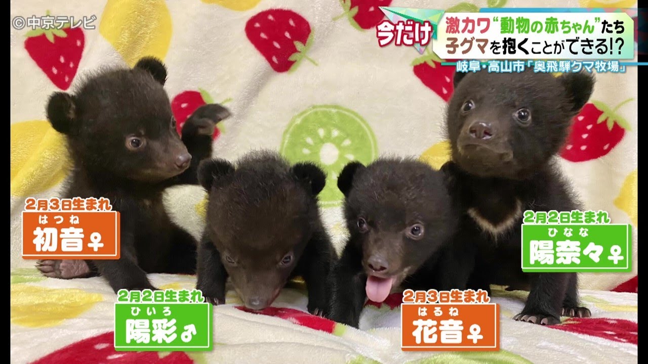 【動物の赤ちゃん】子グマを抱くことができる！？ 岐阜・高山市｢奥飛騨クマ牧場｣