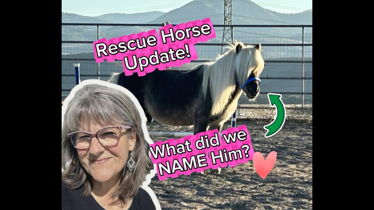 Rescue Mini Horse Name Reveal! 🐴 How He's Adjusting to Herd Life!
