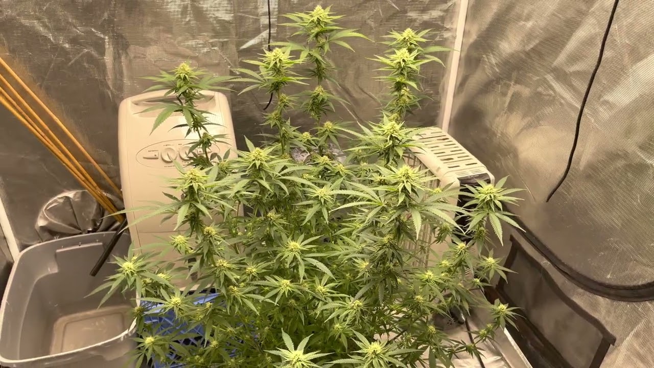 Spider farmer 4000 grow