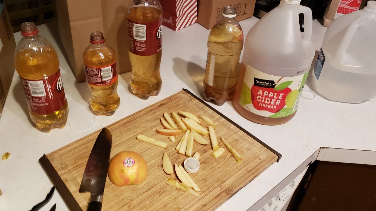Vinegar Eels: Super Easy & Affordable, Live Fish Food! How to Start, Maintain & Feed Fish With Them.