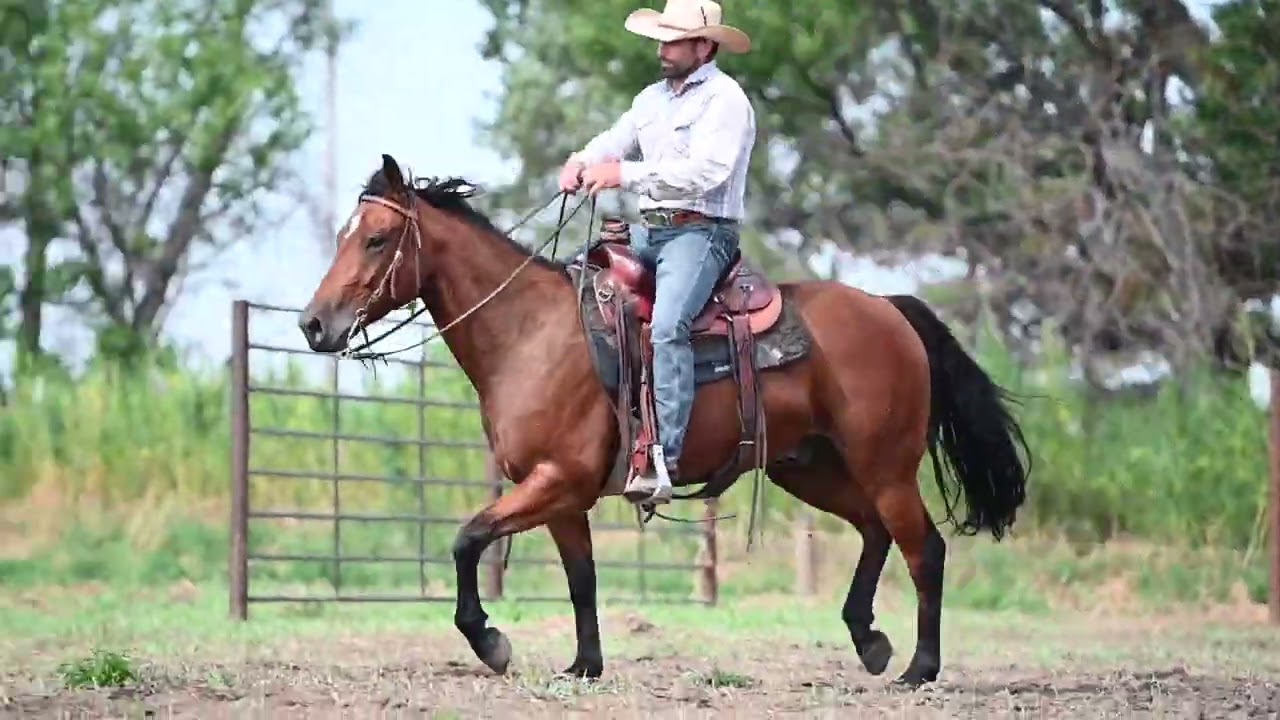 Driftin Lynx Legend Buttes Horse Sale