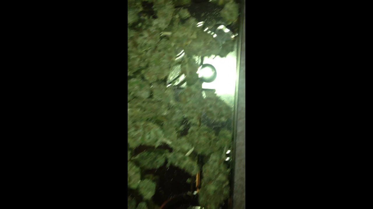 Master kush by sensi seeds