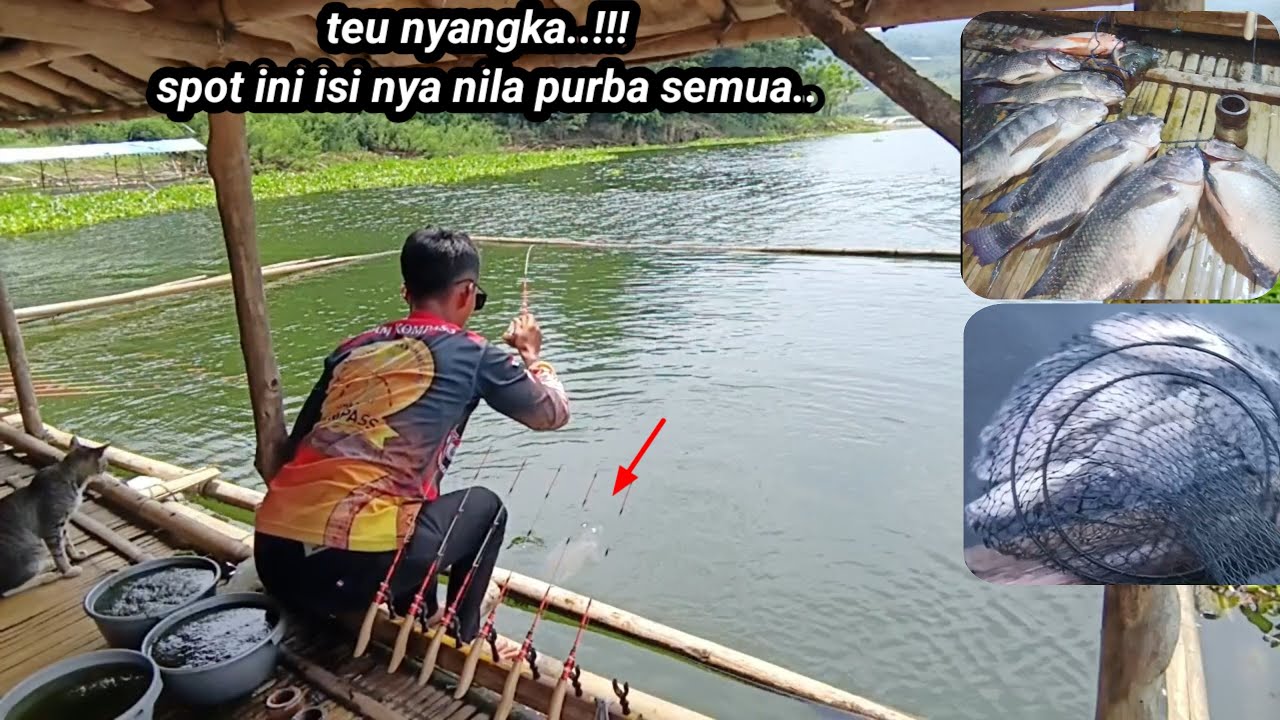 Mancing jatiluhur//serangan badot nila bertubi2... Panen pokona mah