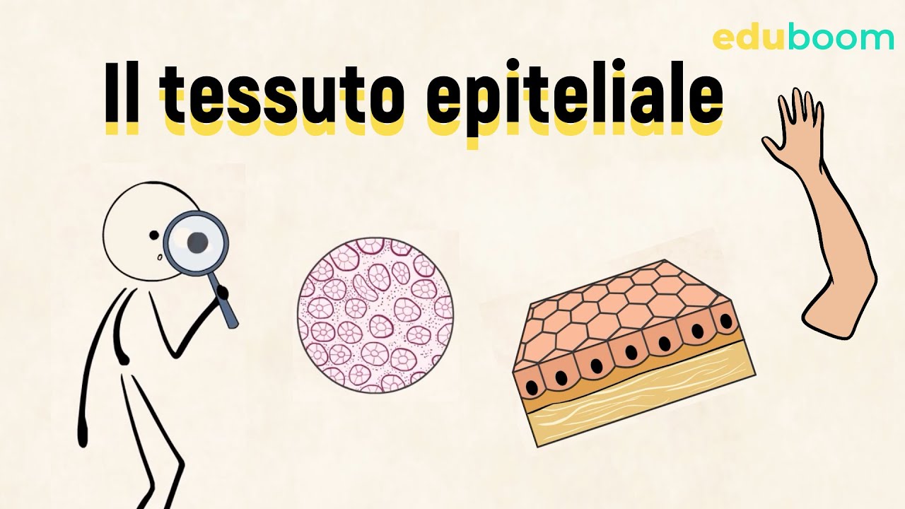 Il tessuto epiteliale - 4a superiore
