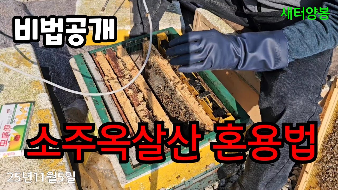 소주옥살산 혼용법/월동준비내검#bee #양봉#automobile #honey 