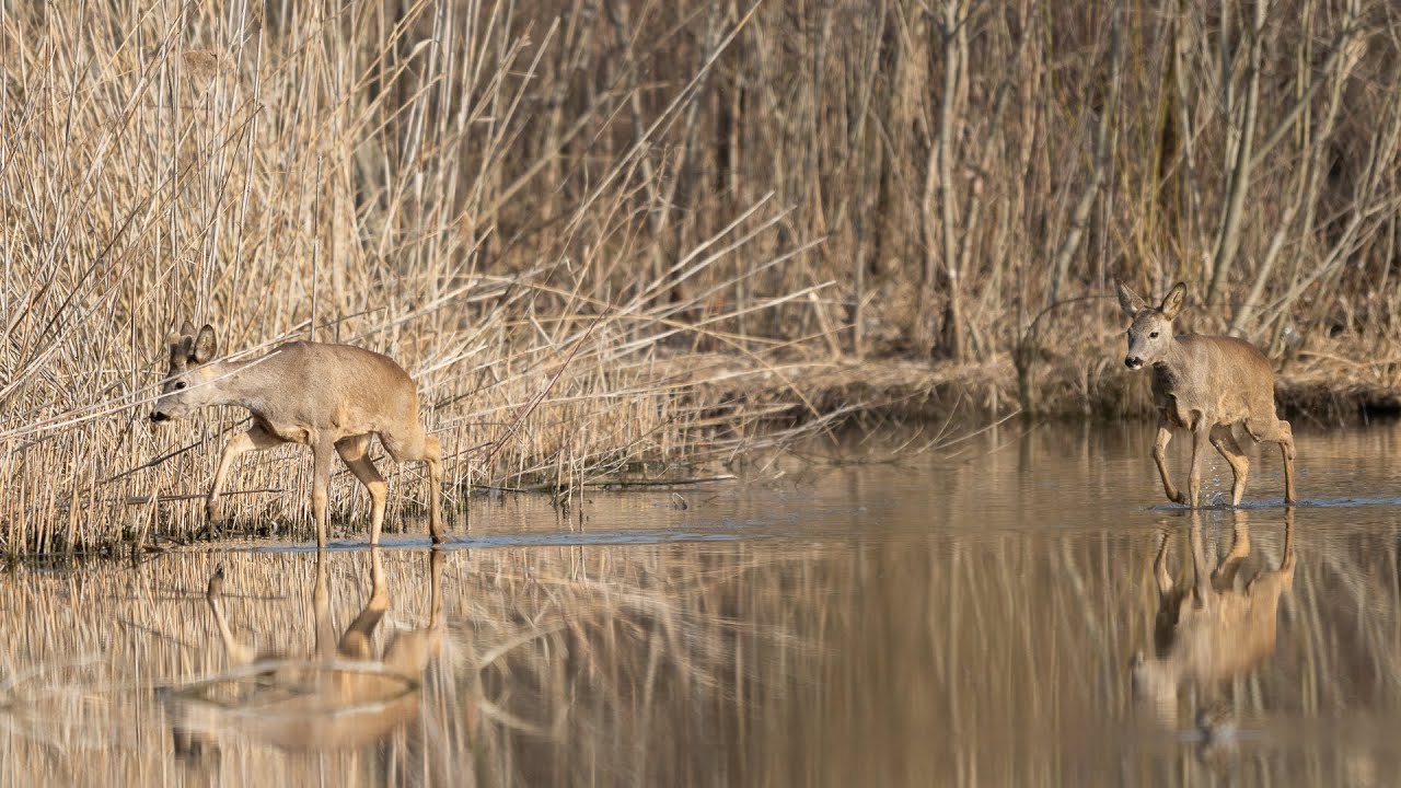 Deer and birds at the reservoir