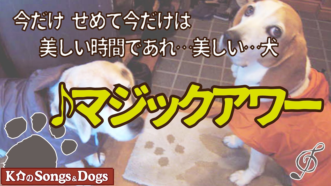 ♪マジックアワー: K介のSongs＆Dogs週末はミュージシャン