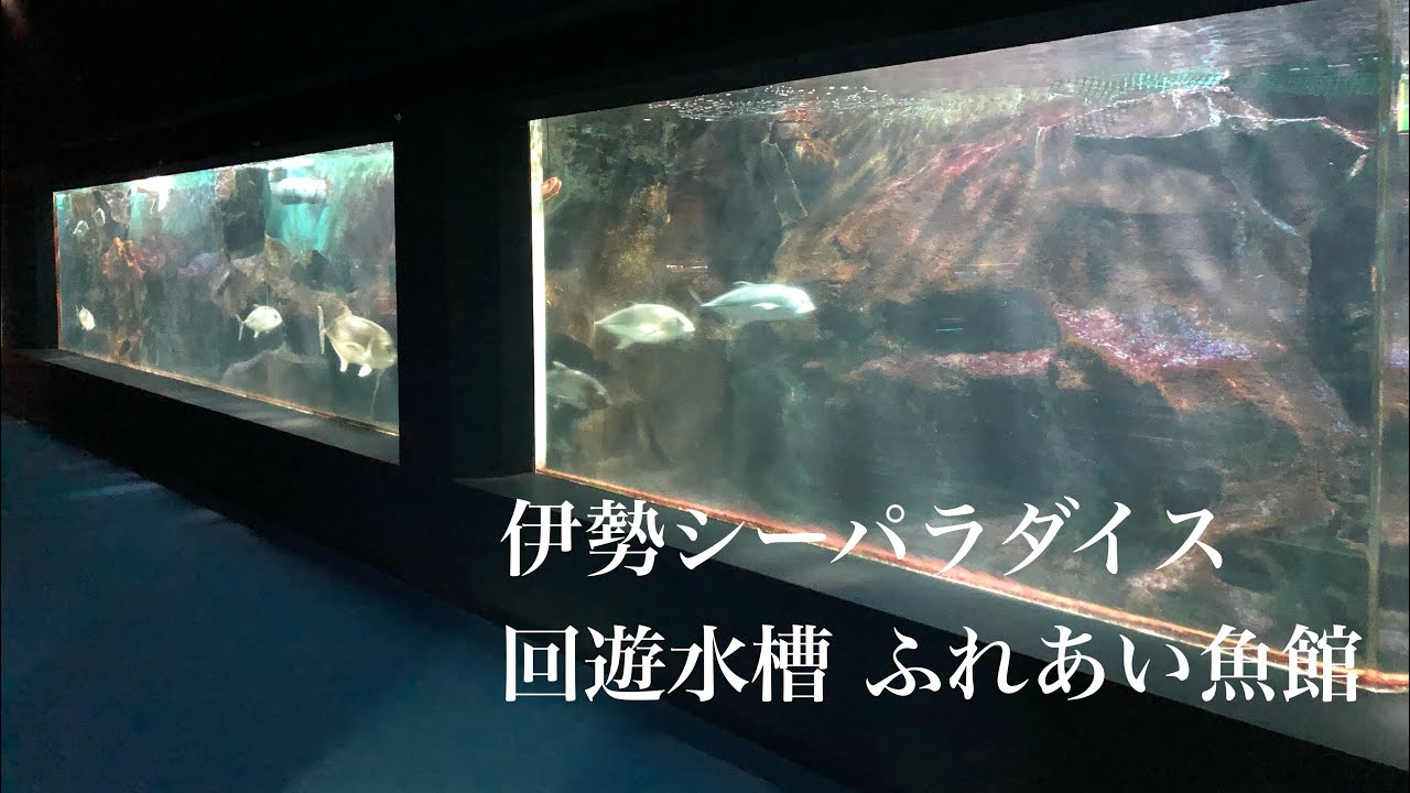 【水族館巡り】伊勢シーパラダイスPart3 /回遊水槽 ふれあい魚館